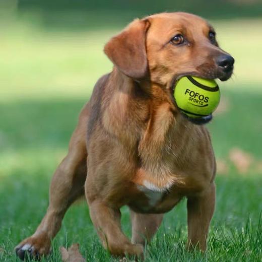 两只福狸网球 商品图1