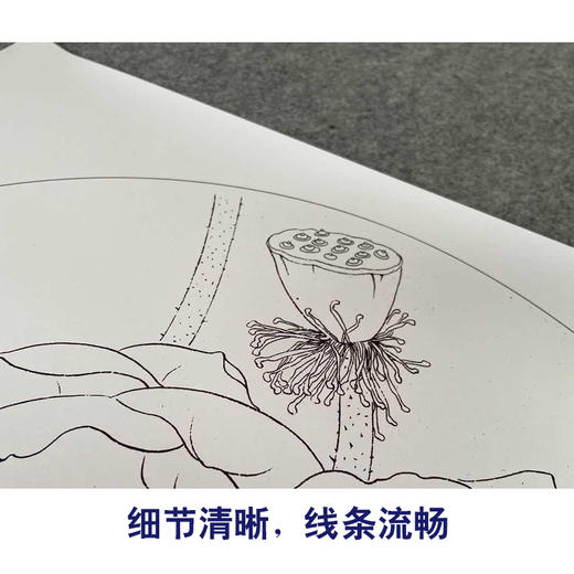 【有步骤、大彩图】杨冬冬工笔画白描底稿圆形小品《宛然》荷花初学者临摹花鸟线稿HD36 商品图4