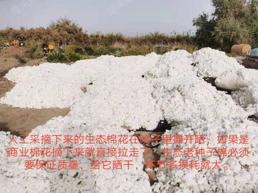 老种子生态棉花被、棉花、老种子 ||  新疆太阳大哥 商品图3