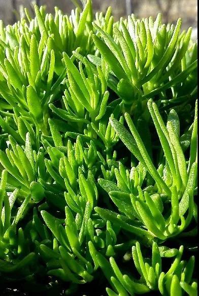 【奇遇周末】植物的反击！？走进温暖如春的“虫虫不妙室”一探究竟吧~ 商品图1