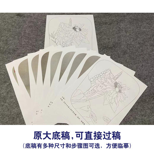 【有步骤、大彩图】杨冬冬工笔画白描底稿宫扇小品《濯濯清华》荷花初学者临摹花鸟线稿HD42 商品图1