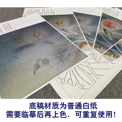 【有步骤、大彩图】杨冬冬工笔画白描底稿斗方小品《一帘清香》荷花鹡鸰鸟初学者临摹花鸟线稿HD43 商品图3