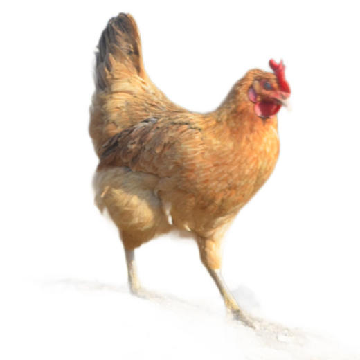 铜仁江口【乌骨鸡/跑山本地土鸡】约2.5斤左右 优质生态环境，真正的散养   送咯蝈五菌包/30g 全国包邮（五区不发） 商品图1