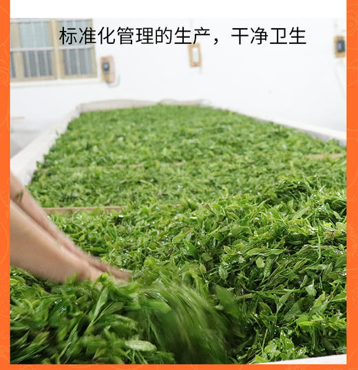 50克 祁门红茶 祁红眉尖 岭上高山 馥郁花果香 商品图6