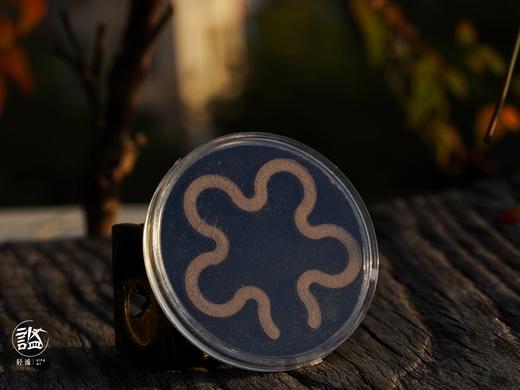 鹅梨帐中香 商品图5