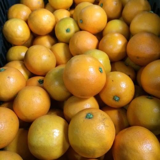 湖南永兴冰糖橙净重5斤9斤，全国包邮 商品图3