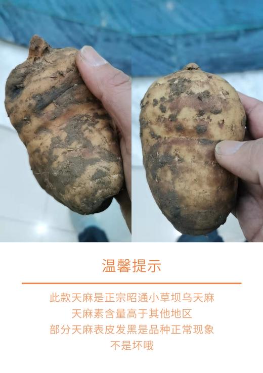 【药食同源】天麻  云南昭通小草坝 250克 T级可代切片打粉 商品图5