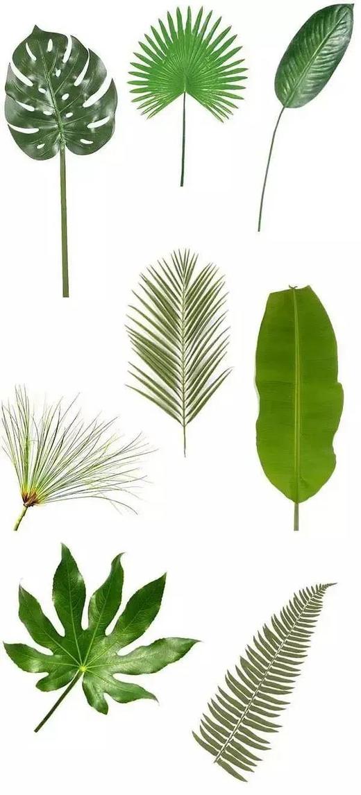 【奇遇周末】植物的反击！？走进温暖如春的“虫虫不妙室”一探究竟吧~ 商品图3