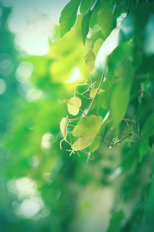 【奇遇周末】植物的反击！？走进温暖如春的“虫虫不妙室”一探究竟吧~ 商品图2