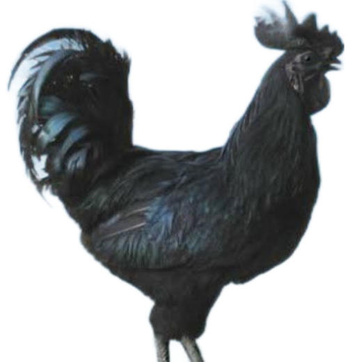 铜仁江口【乌骨鸡/跑山本地土鸡】约2.5斤左右 优质生态环境，真正的散养   送咯蝈五菌包/30g 全国包邮（五区不发） 商品图0