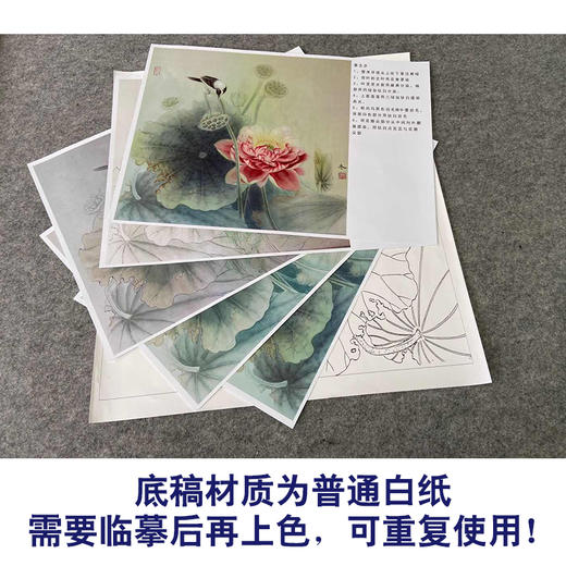 【有步骤、大彩图】杨冬冬工笔画白描底稿斗方小品《爱晴柔》荷花鹡鸰鸟初学者临摹花鸟线稿HD45 商品图3