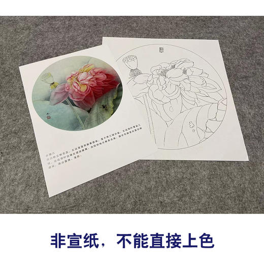 【有步骤、大彩图】杨冬冬工笔画白描底稿圆形小品《美怜》荷花初学者临摹花鸟线稿HD33 商品图2