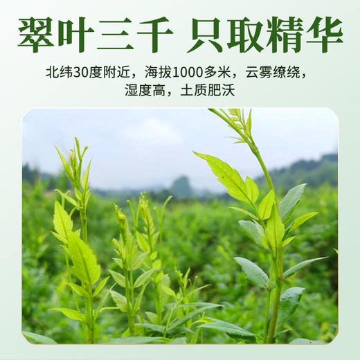 【协和京品】张家界龙须莓茶芽尖莓茶土家富硒藤条茶，一罐60克 商品图6