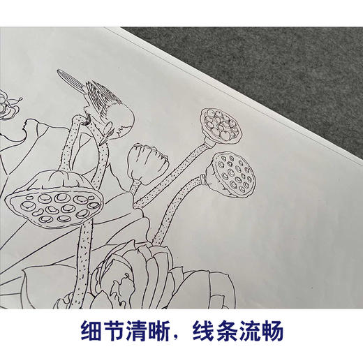【有步骤、大彩图】杨冬冬工笔画白描底稿斗方小品《爱晴柔》荷花鹡鸰鸟初学者临摹花鸟线稿HD45 商品图4