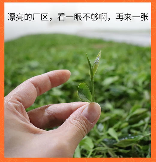 50克 祁门红茶 祁红眉尖 岭上高山 馥郁花果香 商品图7