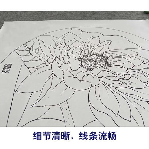 【有步骤、大彩图】杨冬冬工笔画白描底稿圆形小品《梦蝶》荷花初学者临摹花鸟线稿HD34 商品图4