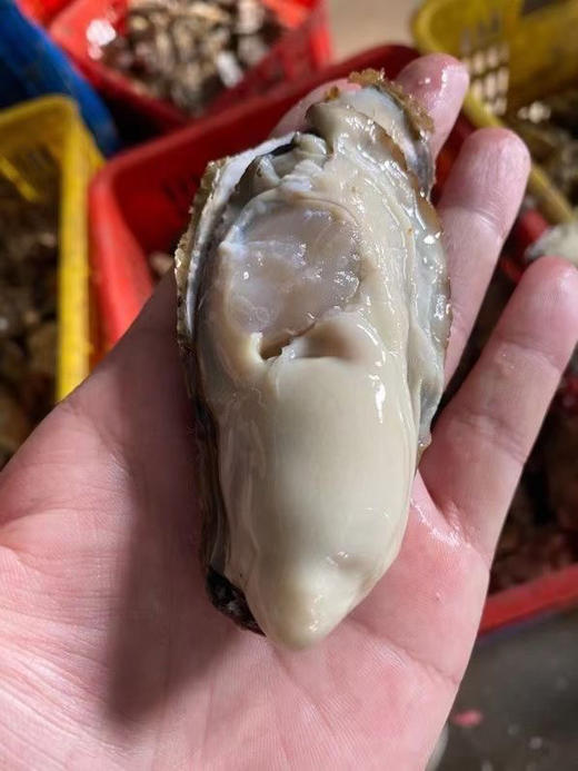 乳山生蚝2斤装 商品图11