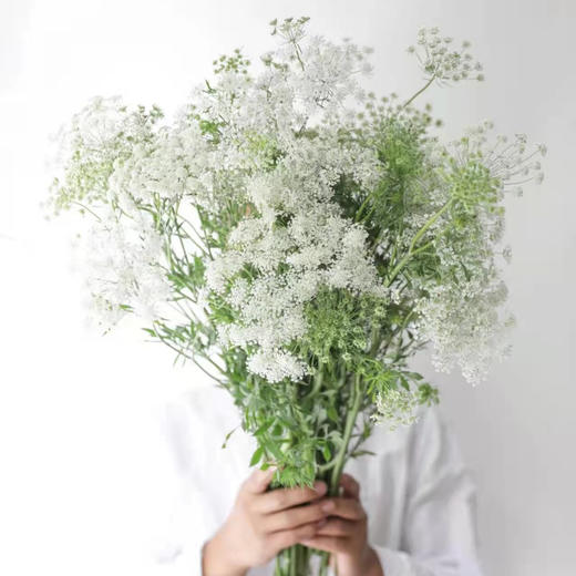 配花-蕾丝 商品图0