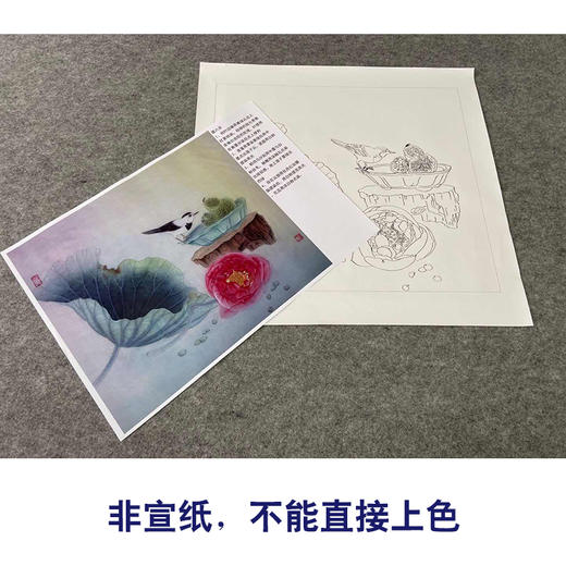 【有步骤、大彩图】杨冬冬工笔画白描底稿斗方小品《一帘清香》荷花鹡鸰鸟初学者临摹花鸟线稿HD43 商品图2