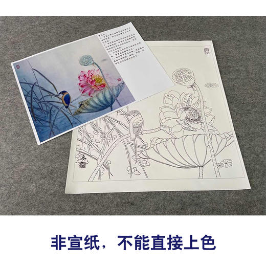 【有步骤、大彩图】杨冬冬工笔画白描底稿斗方小品《倩影摇波》荷花翠鸟初学者临摹花鸟线稿HD44 商品图2