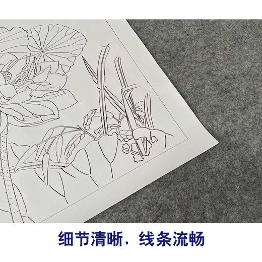 【有步骤、大彩图】杨冬冬工笔画白描底稿斗方小品《烟雨微香》荷花翠鸟初学者临摹花鸟线稿HD50 商品图4