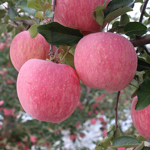 【洛川通货果】陕西洛川苹果水果新鲜12枚礼盒装延安洛川红富士苹果 商品图7