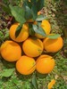 【南昌外运推荐】江西赣南脐橙 蜜甜超香 原产地直发 季节限定 10斤装 商品缩略图1