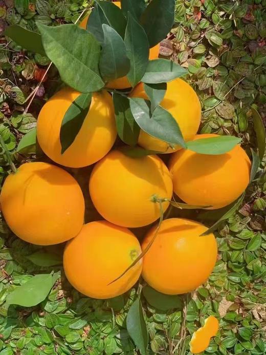 【南昌外运推荐】江西赣南脐橙 蜜甜超香 原产地直发 季节限定 10斤装 商品图1