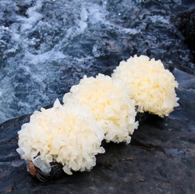 [最农公社]顺丰主推|古田鲜活银耳6朵110-130g/朵新鲜银耳更容易出胶哦