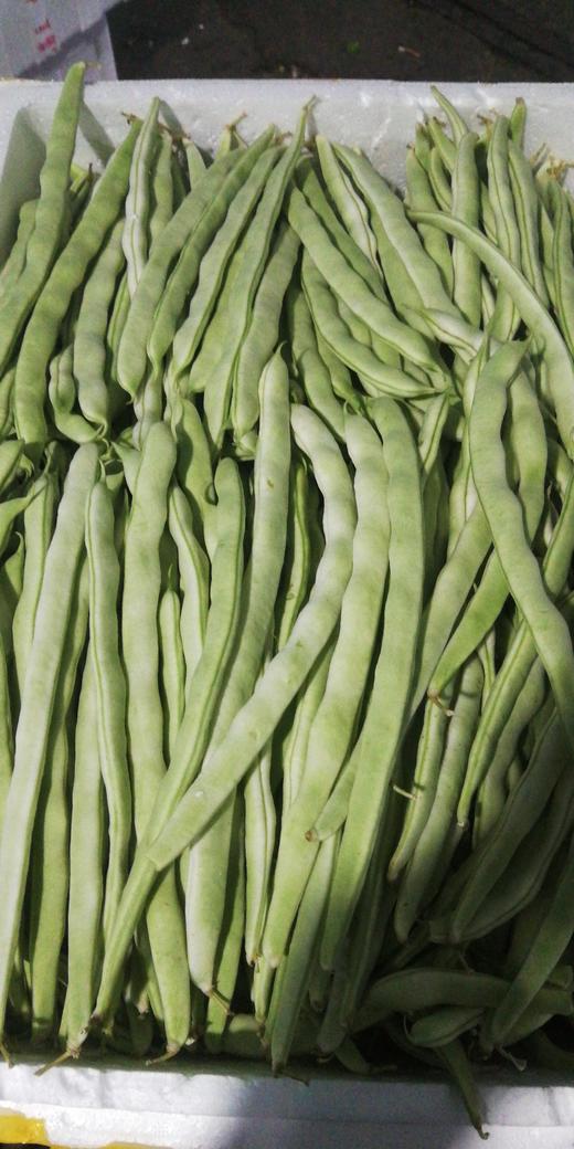 芸扁豆(2斤左右)产地山东寿光
