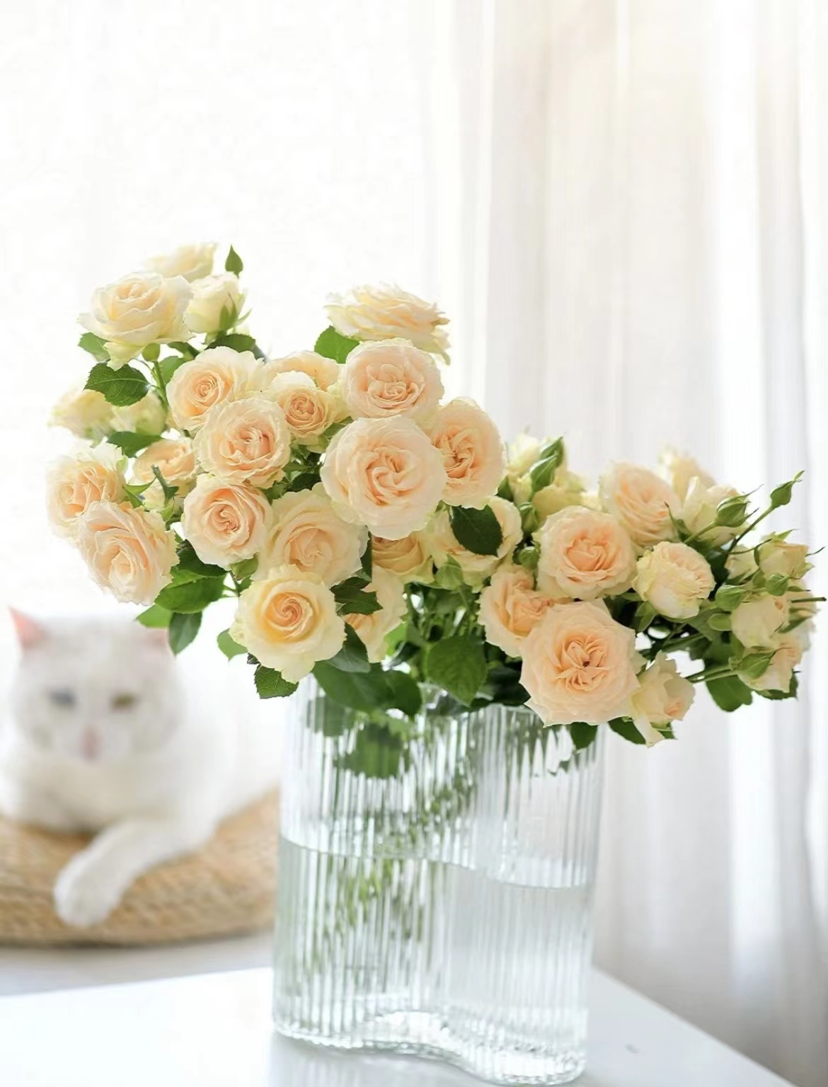 美到窒息——方德和风多头玫瑰(1扎10枝)