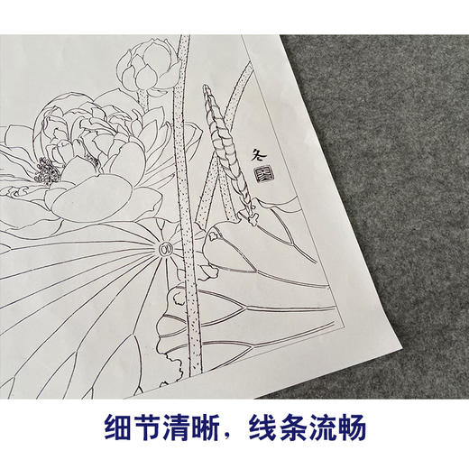 【有步骤、大彩图】杨冬冬工笔画白描底稿斗方小品《寒香映水》荷花伯劳鸟初学者临摹花鸟线稿HD47 商品图4