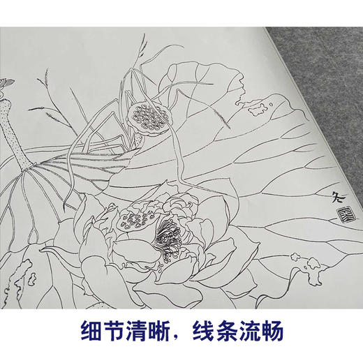 【有步骤、大彩图】杨冬冬工笔画白描底稿斗方小品《纤手弄琼珠》荷叶荷花翠鸟初学者临摹花鸟线稿HD53 商品图4