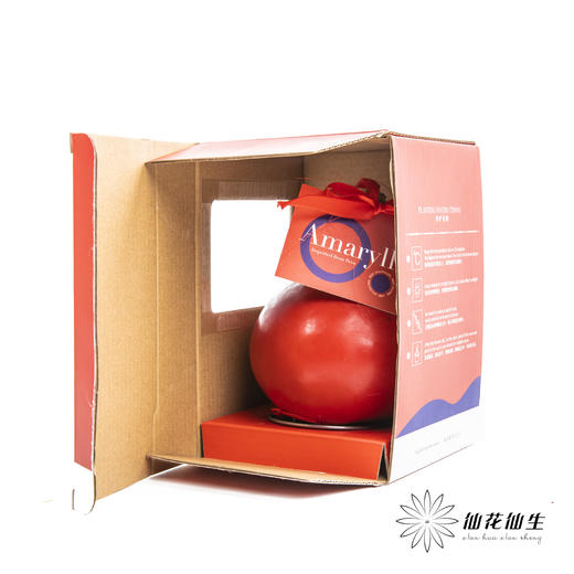 朱顶红种球礼盒【仅有单独的礼盒】 商品图3