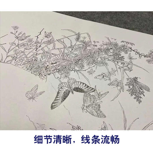 【长卷】工笔花鸟画白描底稿国画长卷郎世宁余省《百蝶图》多种白描尺寸可选G021 商品图3