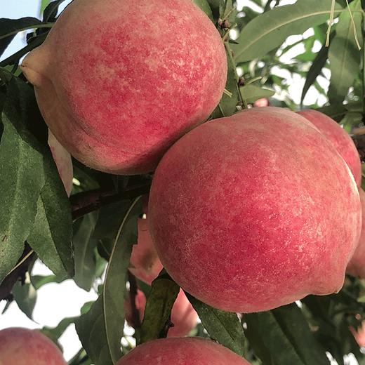 云南桃子新鲜10斤脆甜非丽江雪桃水蜜桃大冬桃大果孕妇红心现摘发 商品图3