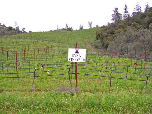 卡勒拉哈兰山瑞安单一园黑皮诺干红2016 Calera Mt. Harlan Pinot Noir Ryan Vineyard 商品图2