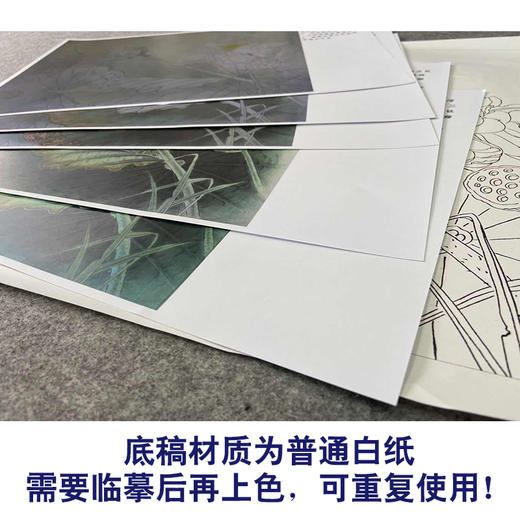【有步骤、大彩图】杨冬冬工笔画白描底稿斗方小品《美人怜》荷花麻雀初学者临摹花鸟线稿HD48 商品图3