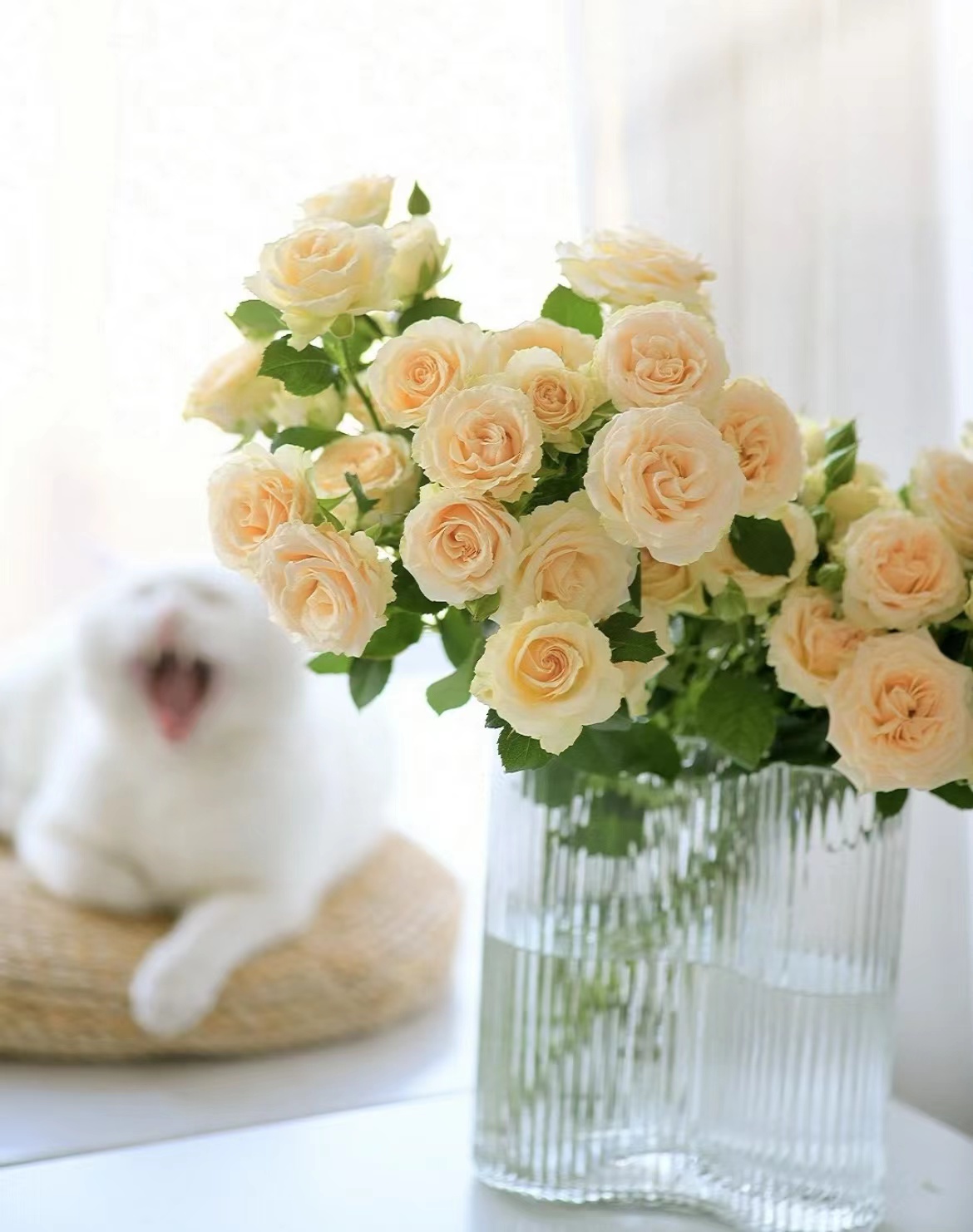 美到窒息——方德和风多头玫瑰(1扎10枝)