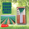 【种子限量供应】寒青时代高产长白葱，高抗病害，叶厚抗倒伏、叶子直长白大葱种子 商品缩略图0