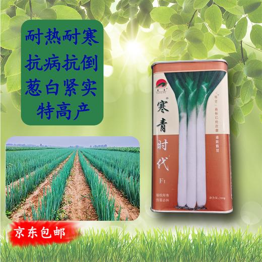 【种子限量供应】寒青时代高产长白葱，高抗病害，叶厚抗倒伏、叶子直长白大葱种子 商品图0