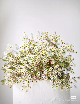 配花-澳梅-白色