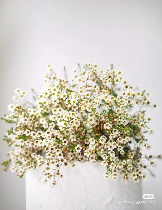 配花-澳梅-白色 商品图0