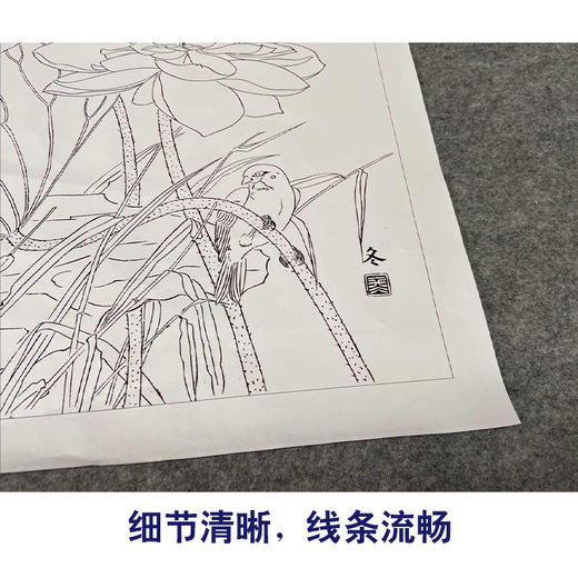 【有步骤、大彩图】杨冬冬工笔画白描底稿斗方小品《熏风》荷花初学者临摹花鸟线稿HD55 商品图4