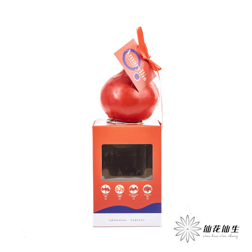 朱顶红种球礼盒【仅有单独的礼盒】 商品图6