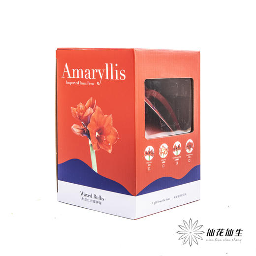 朱顶红种球礼盒【仅有单独的礼盒】 商品图1