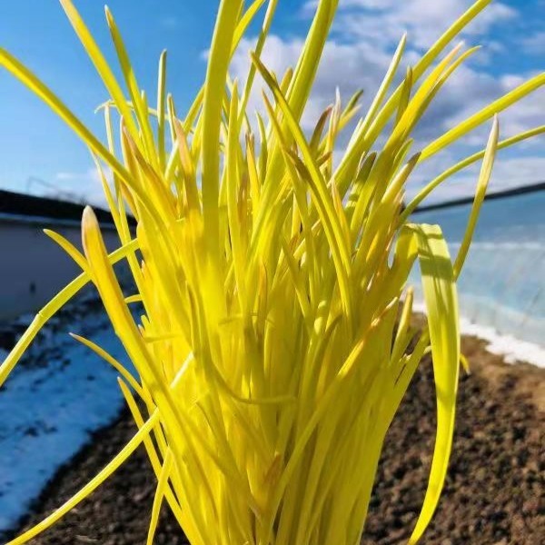 生态蒜黄 | 鲜香味美 | 石嫣农场*blanched garlic leaves