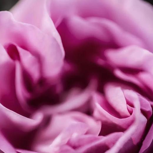 法国 Dior迪奥 永恒的爱淡香水100ml （茉莉花香调） 商品图3