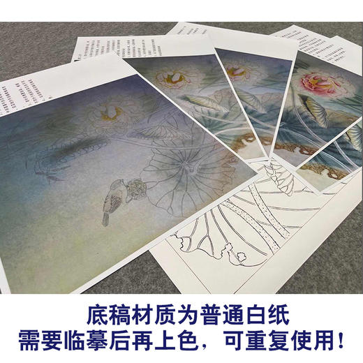 【有步骤、大彩图】杨冬冬工笔画白描底稿斗方小品《梦水瑶》荷花麻雀初学者临摹花鸟线稿HD54 商品图3