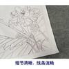 【有步骤、大彩图】杨冬冬工笔画白描底稿斗方小品《美人怜》荷花麻雀初学者临摹花鸟线稿HD48 商品缩略图4